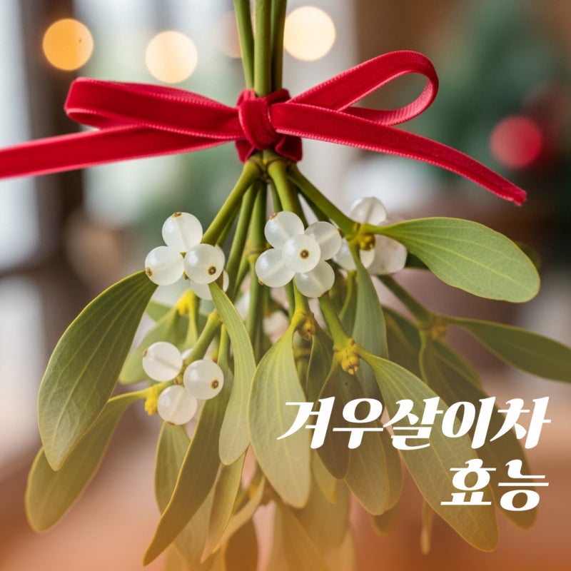 겨우살이차 효능 속 참나무겨우살이효능 확실히 알기