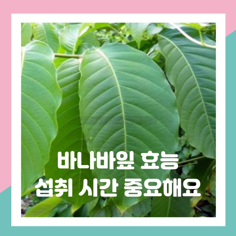 바나바잎효과 섭취 시간 복용법 이때 먹어야 가장 좋습니다.