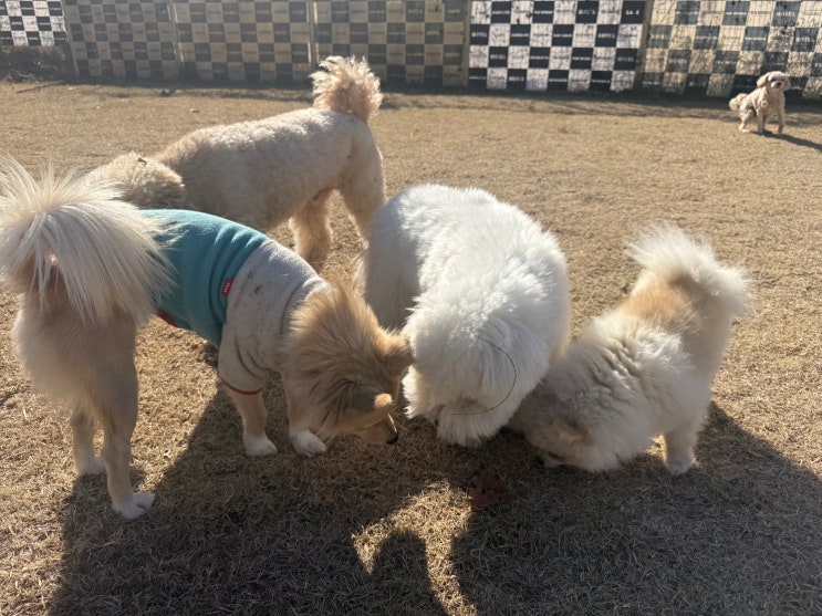  분당 강아지 유치원 :) 천연잔디 운동장에서 오늘도 즐겁게 뛰어놀았어요~