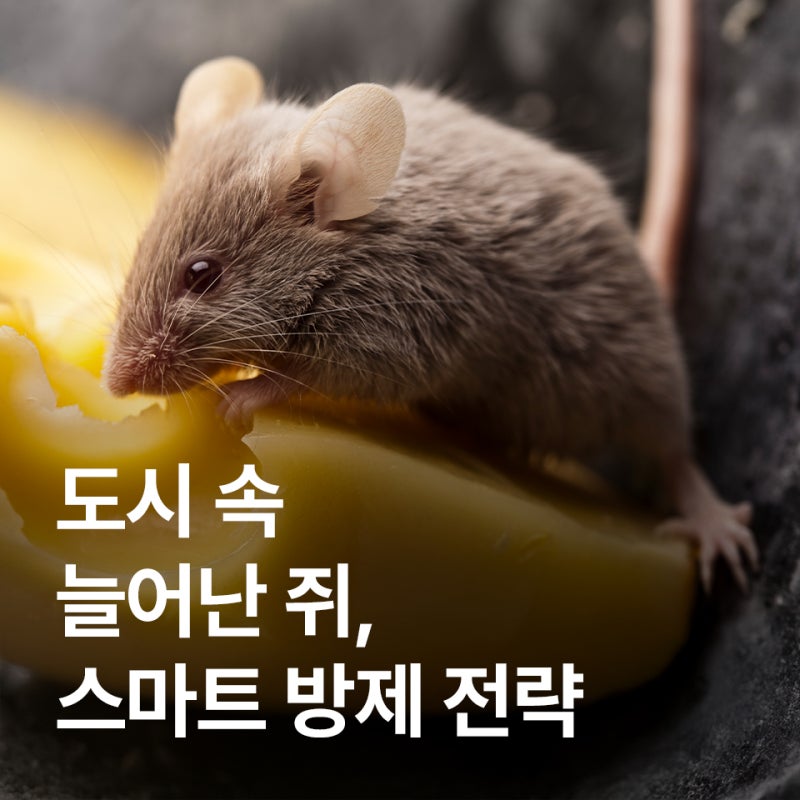 [세스코 해충방제] 도시 속 늘어난 쥐, 스마트 방제 전략