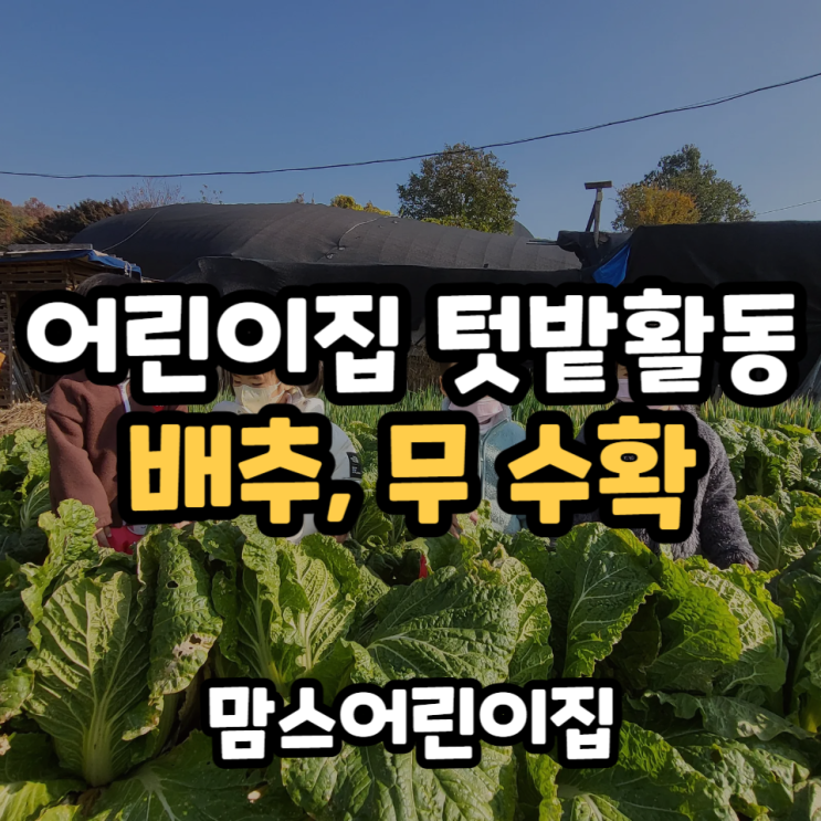  어린이집 텃밭활동 김장철 배추, 무 수확활동