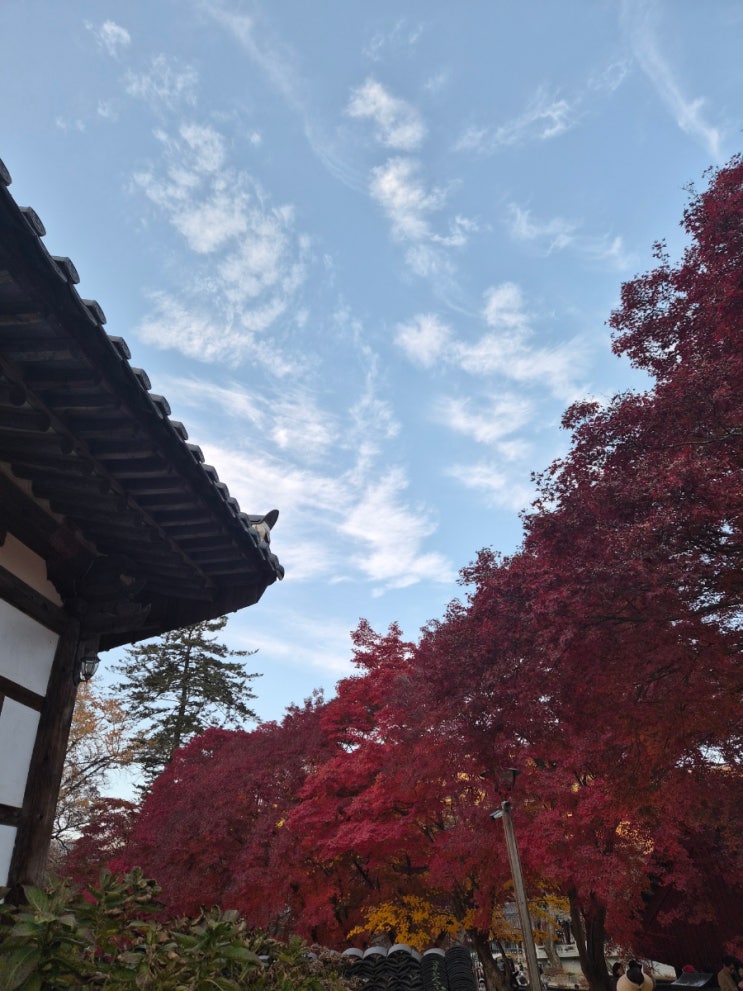 마곡사 단풍 실시간 현황 및 주차 공주여행 붉은 단풍의 마곡사 힐링 산책 