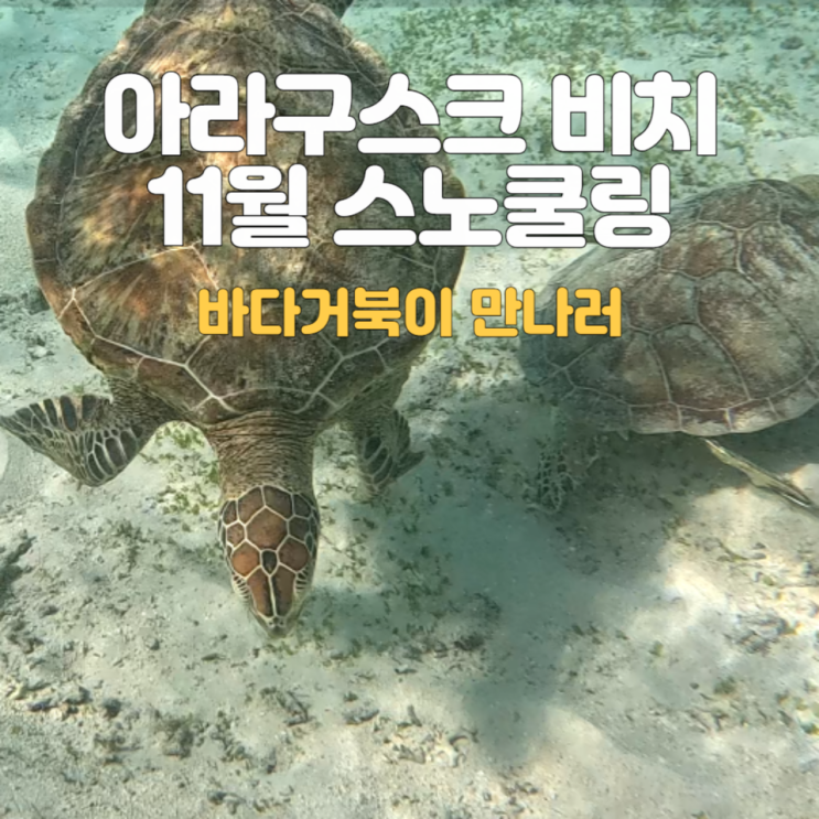  미야코지마 스노쿨링_아라구스크 비치 :: 11월 수온·거북이·주차 총정리