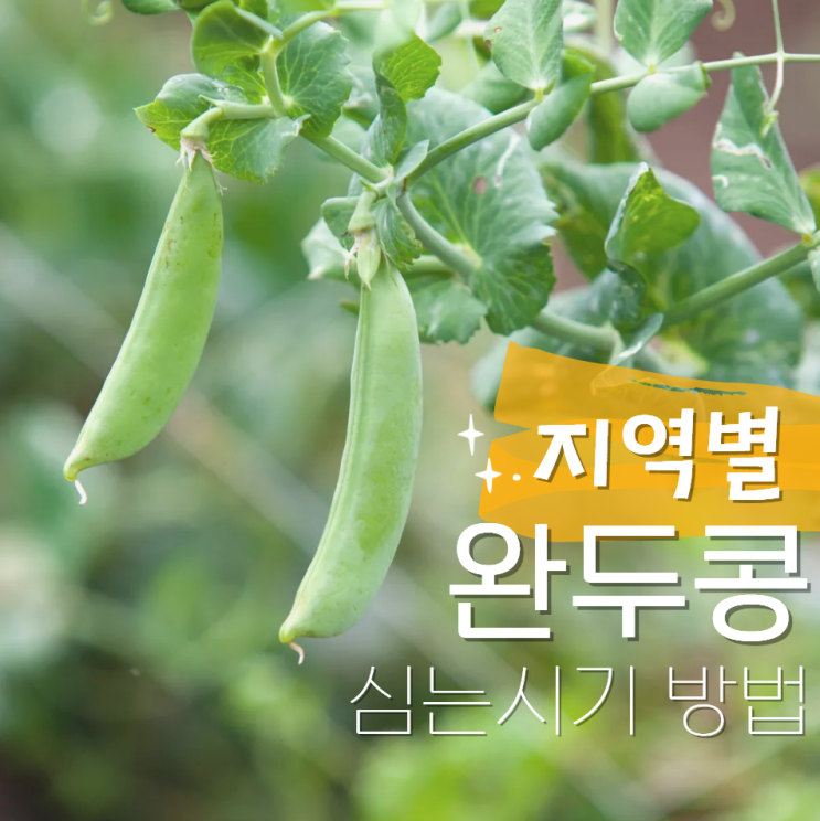  완두콩 심는시기 파종시기 방법 지역별
