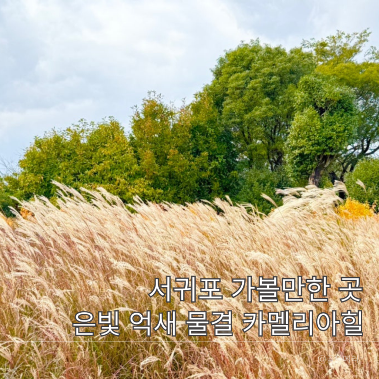  제주 12월 가볼만한곳 카멜리아힐 서귀포 억새밭 동백꽃 추천