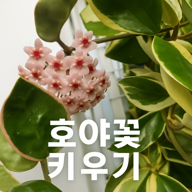 호야 꽃 피우기 하트호야 환희호야 키우기 물주기 분갈이 수경재배 총정리