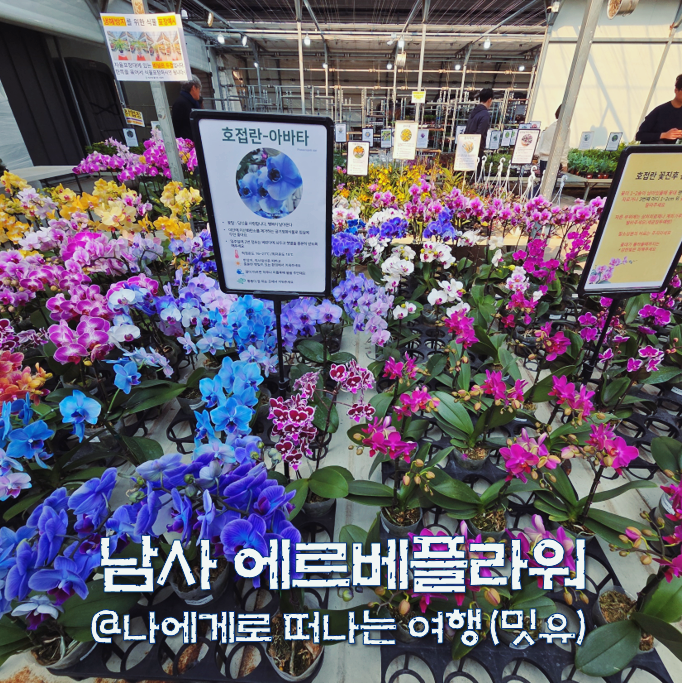 남사화훼단지 일요일, 에르베플라워 호접란 아바타 화분 이뻐