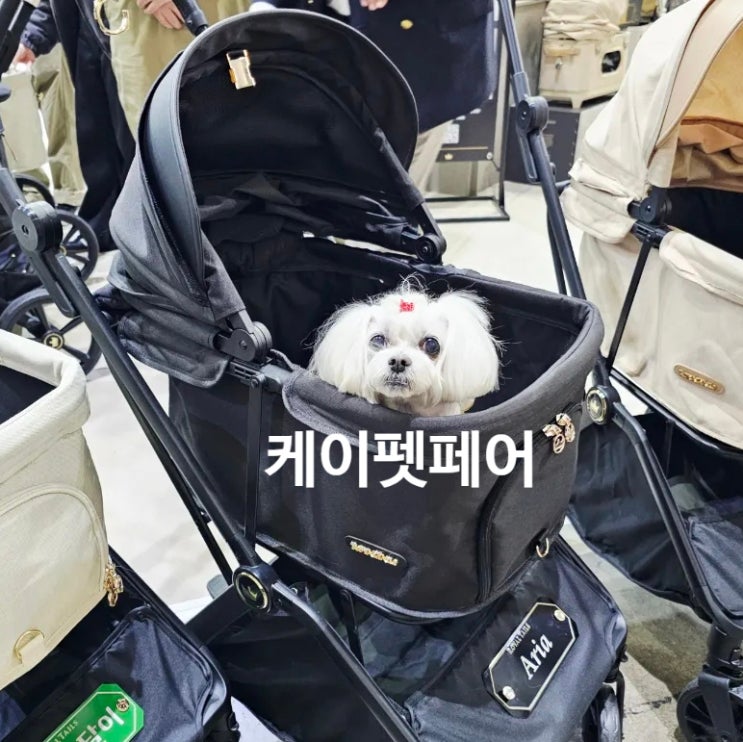  2025 메가주 일산 킨텍스 케이펫페어 꿍이와 보낸 찐후기 하루 기록