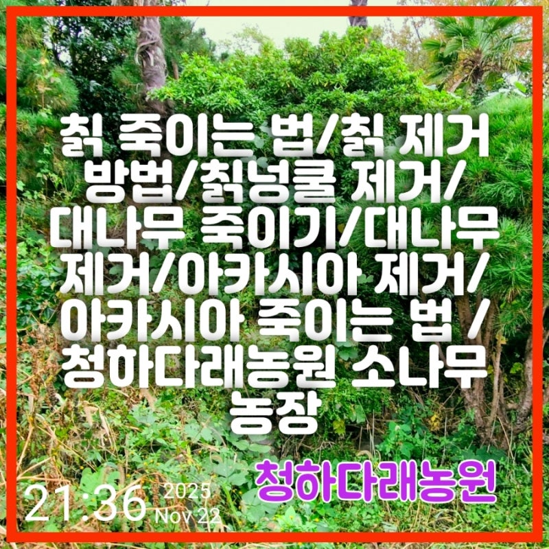 칡 죽이는 법/칡 제거 방법/칡넝쿨 제거/대나무 죽이기/대나무 제거/아카시아 제거/아카시아 ....