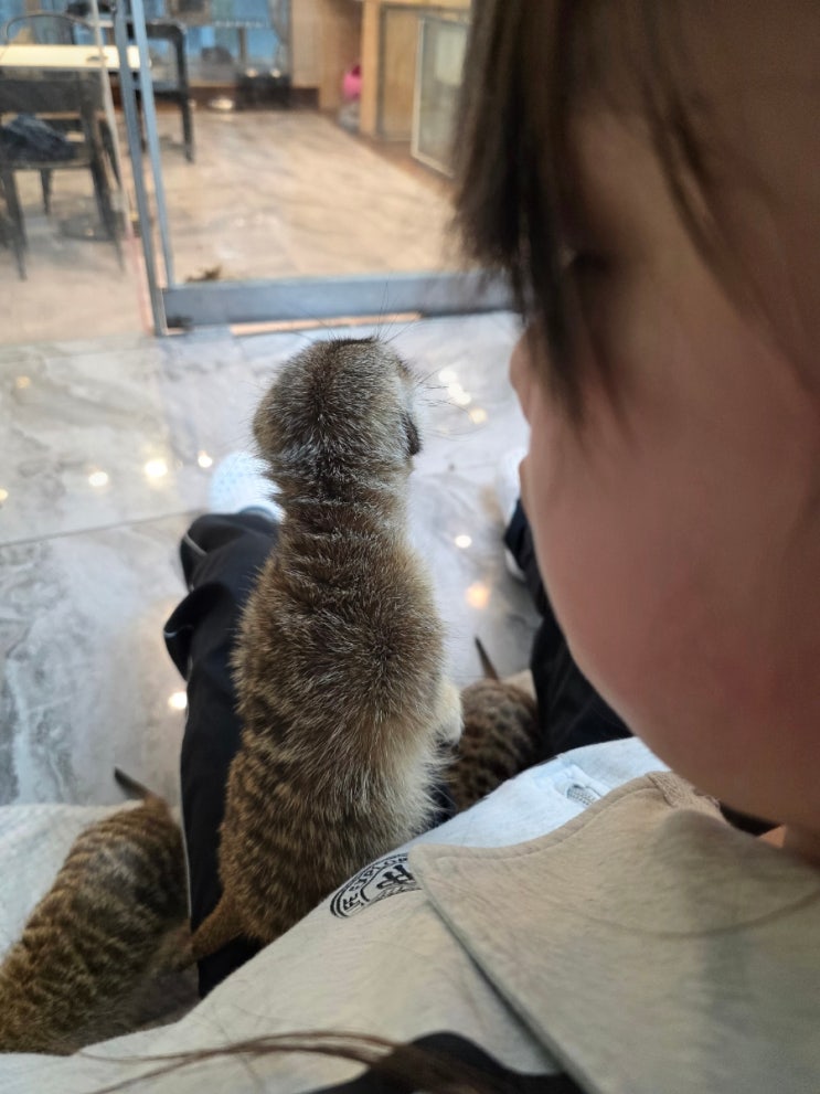  홍대 동물원 쥬민센터 : 라쿤에 미어캣에 페럿에 고양이에 강아지까지 다 있어요!