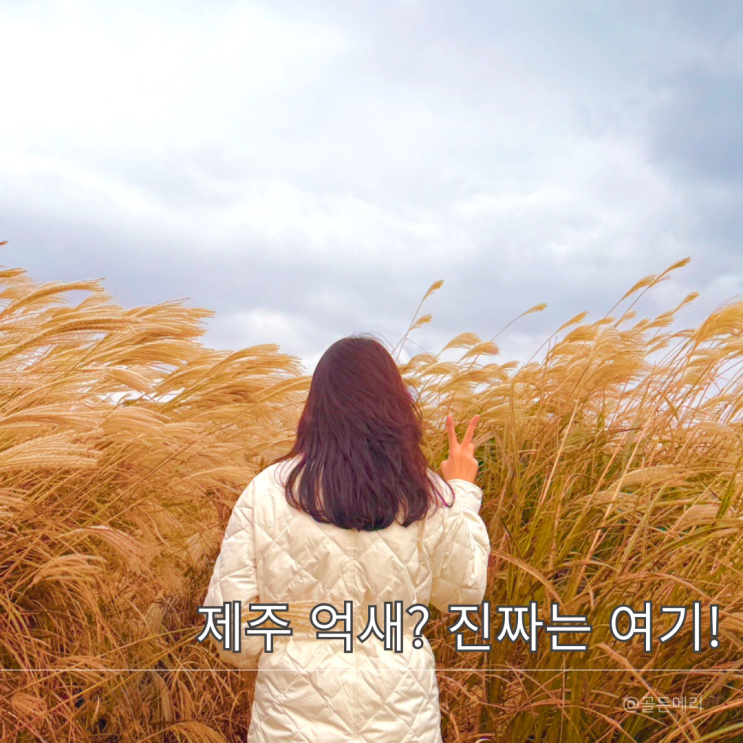  제주 애월 가볼만한 억새군락지 현지인도 인정한 어음리 명소