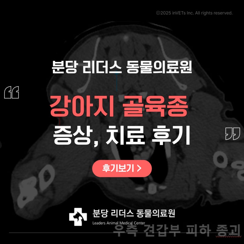 강아지 악성 골육종 증상 원인 검사 치료 후기