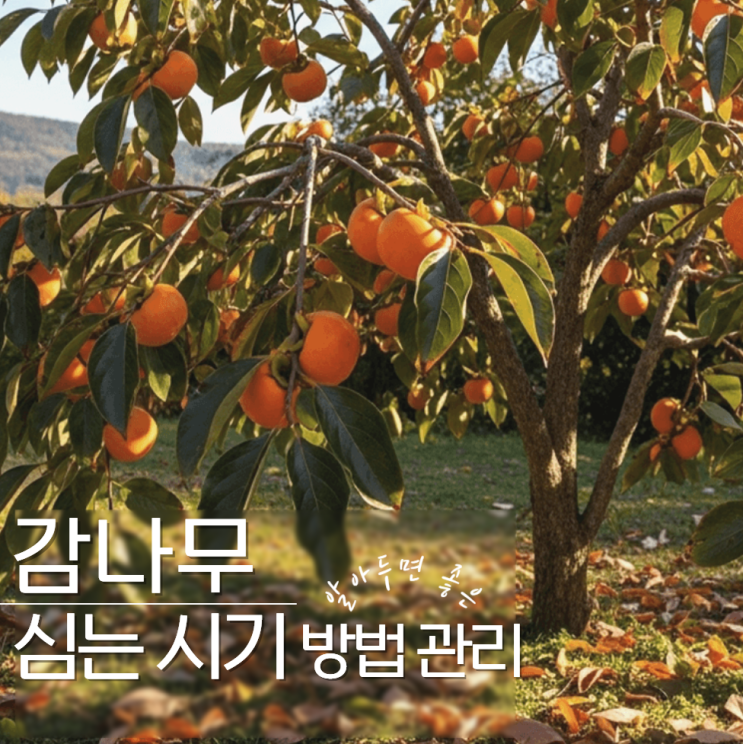  감나무 심는시기 방법 관리 간격 계절