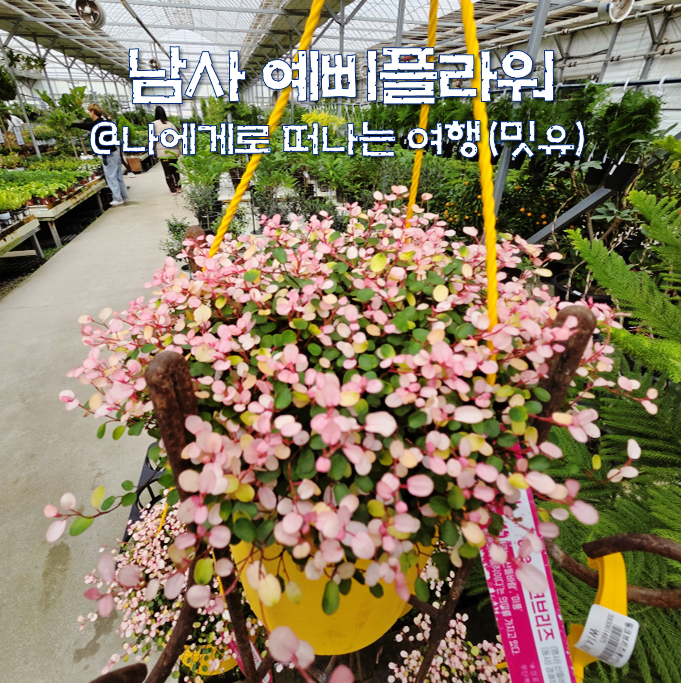  예삐플라워아울렛, 거실 플랜테리어 뜻 나비시다래 어때?