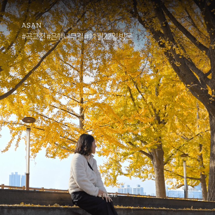  아산 곡교천 은행나무길 실시간 주차, 방문꿀팁, 주변 카페 소개