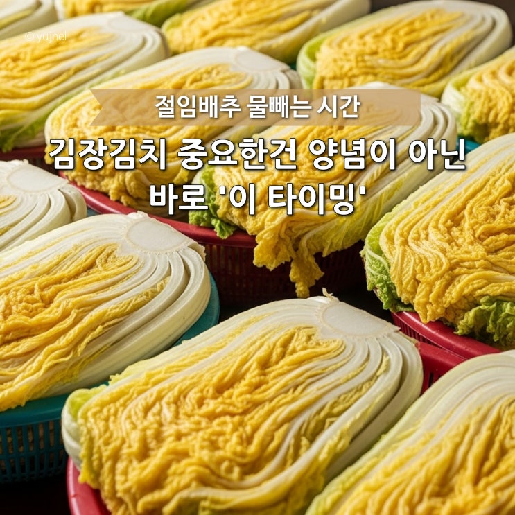  '절임배추 물빼기 시간' 황금 타이밍 놓치면 양념도 소용없어요