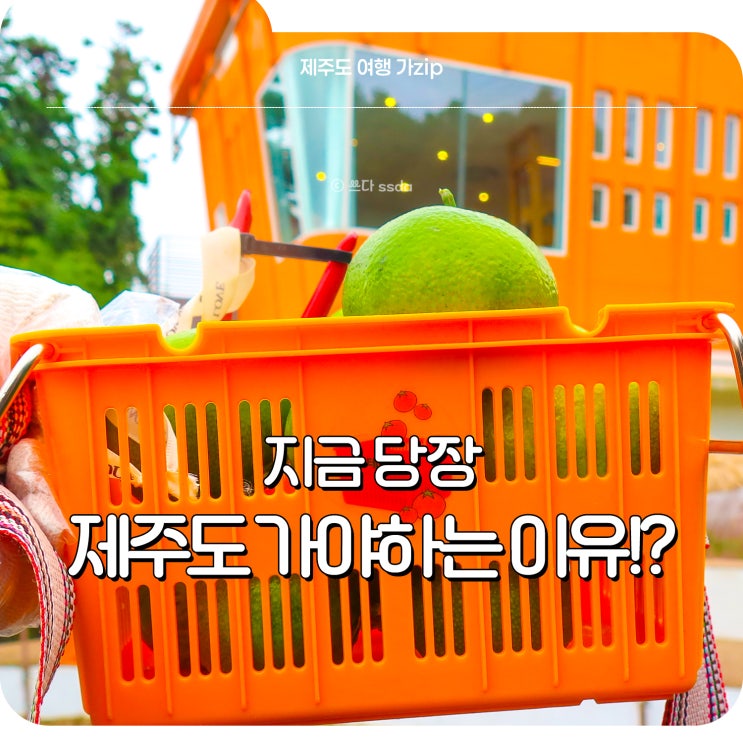  지금 당장 제주도 여행 가야 하는 이유!? 제주 놀거리 감귤따기체험 함덕 카페 더 콘테나 후기