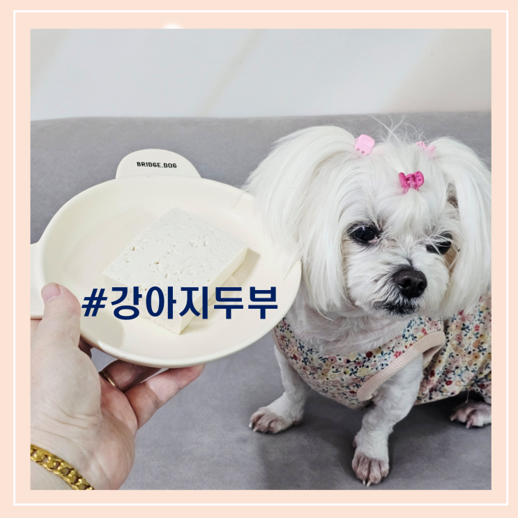  강아지 두부 이렇게 주면 안전해요