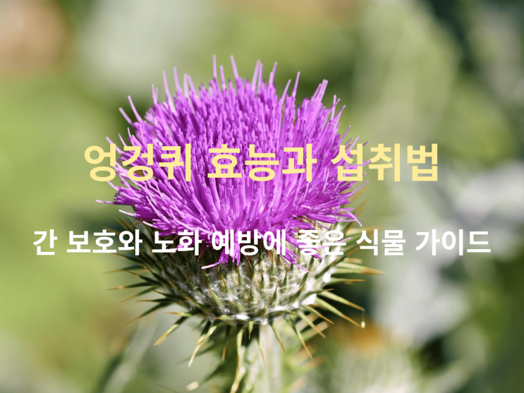  엉겅퀴 효능과 섭취법: 간 보호와 노화 예방에 좋은 식물 가이드