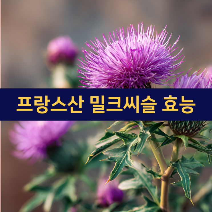  프랑스산 밀크씨슬 효능 | 고함량 실리마린으로 간 건강 지키기