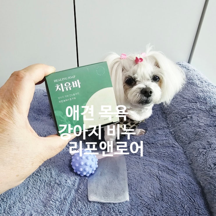  요즘 뜨는 강아지 비누 리프앤로어 치유바 솔직 후기
