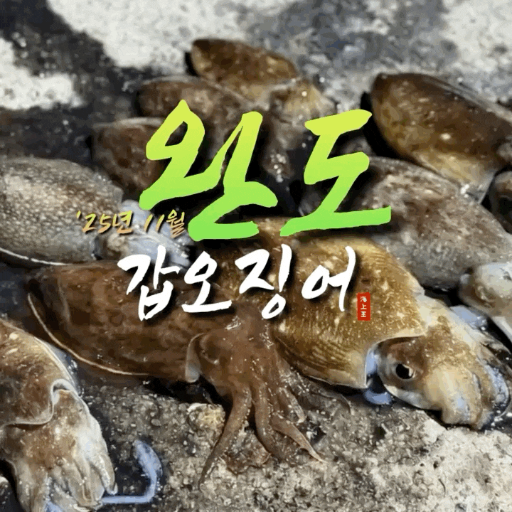  완도 약산도 갑오징어 낚시 포인트 성공적인 11월 탐사