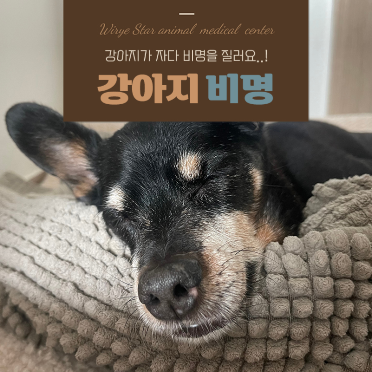  강아지 자다가 비명 지르는 이유, 특징별로 원인 알아봐요