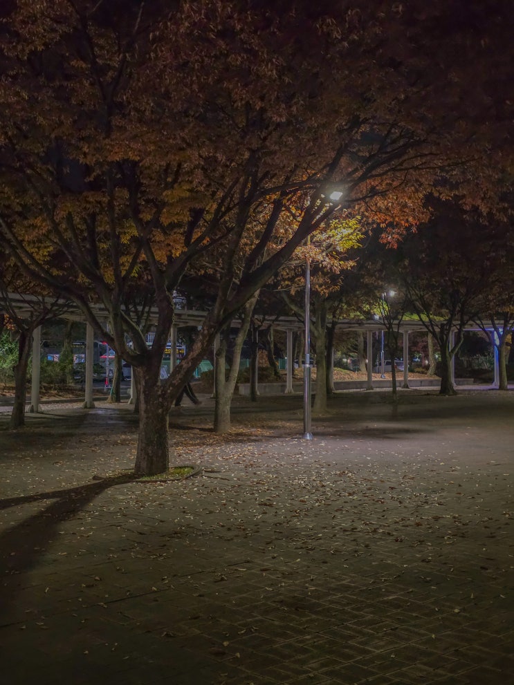  서울 당일치기로 피곤했던 11월 셋째 주 일상
