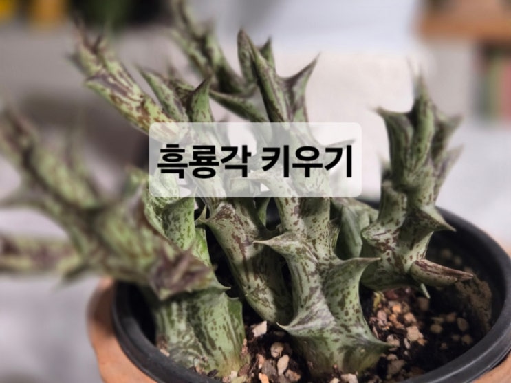  흑룡각 키우기 완벽 가이드 / “집에 진짜 용이 산다고?”