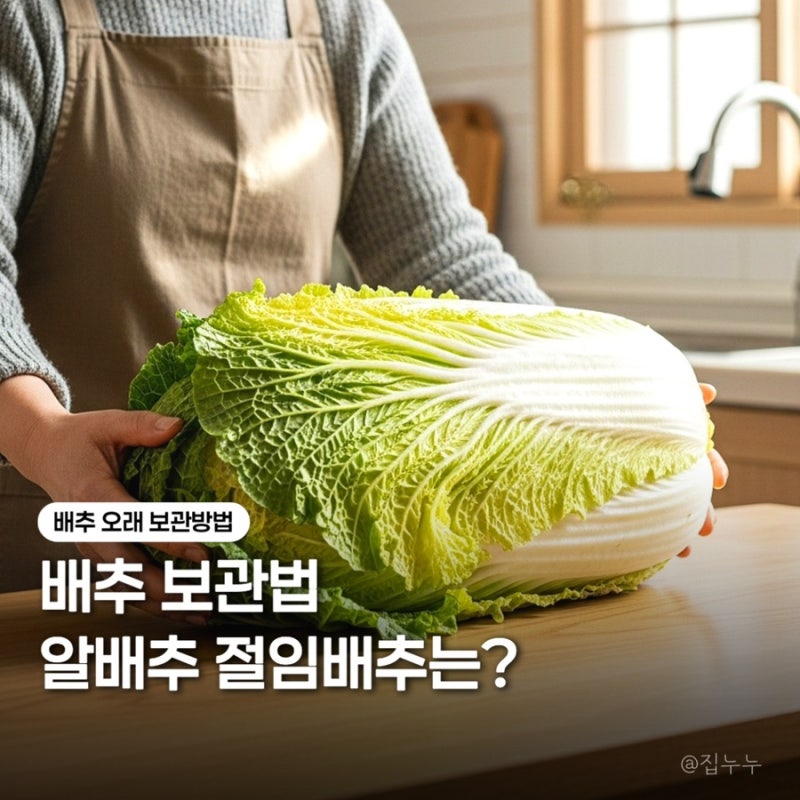 배추 보관법 알배추 절임배추 오래 보관방법