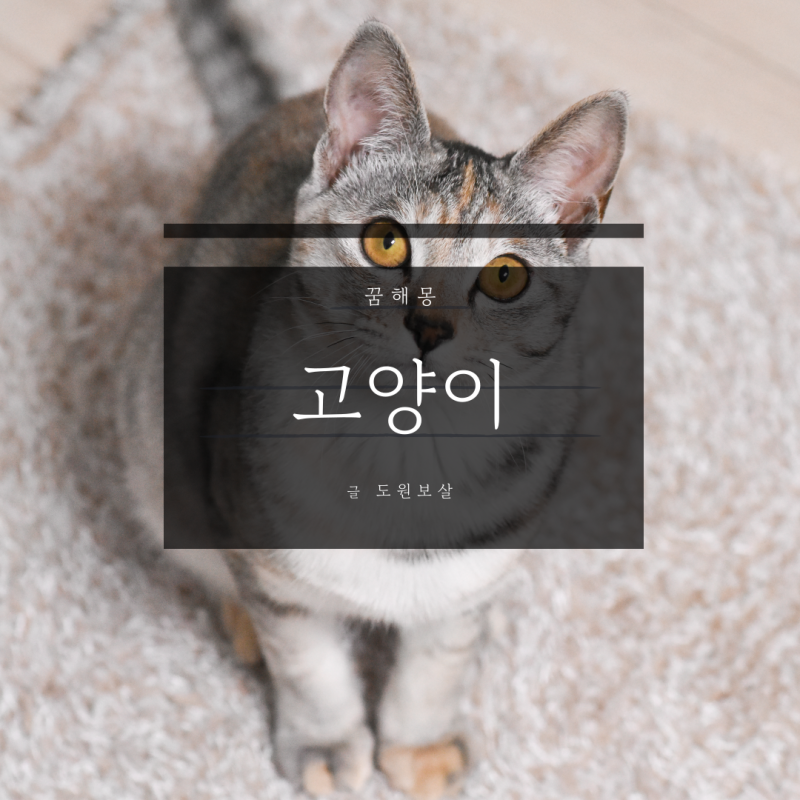 고양이 꿈 해몽과 상징, 길몽과 흉몽 풀이