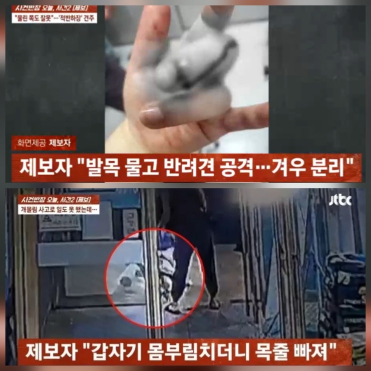 사건반장 개 물림 가해 견주 