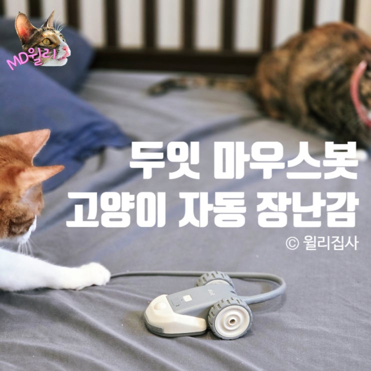  두잇 마우스봇 자동 고양이 장난감 추천 두잇블프 들어와