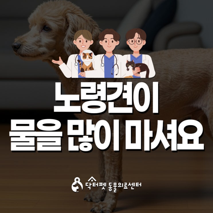 노령견이 물을 많이 마셔요 다음증 음수량 부산 노령견 전문 동물병원