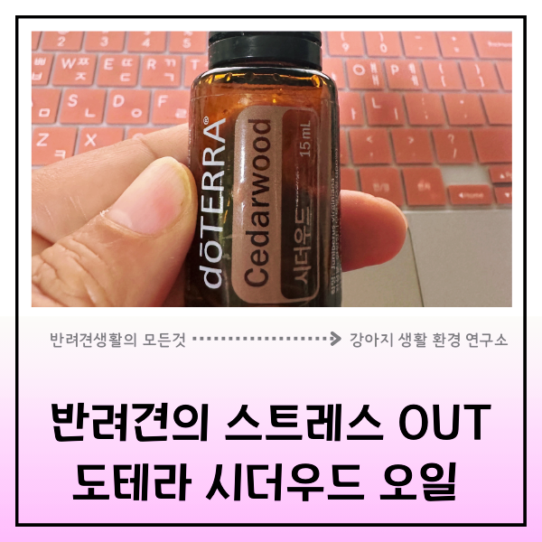  강아지 스트레스 해소! 도테라 시더우드 오일의 나무 향 마법