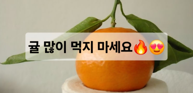  겨울철 비타민 귤️알고 먹자 / 귤 폭식 주의보️