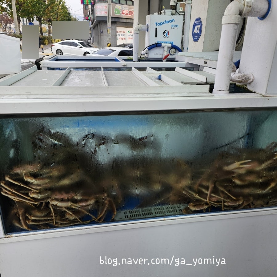 대게장군 사진 4