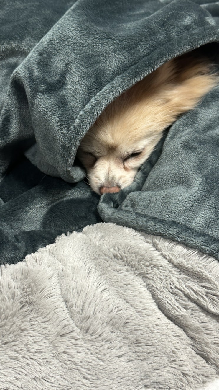  오리고기는 췌장염을 유발해