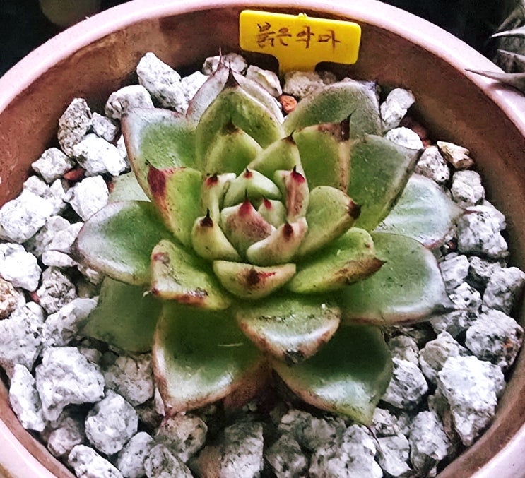  20251124 붉은악마