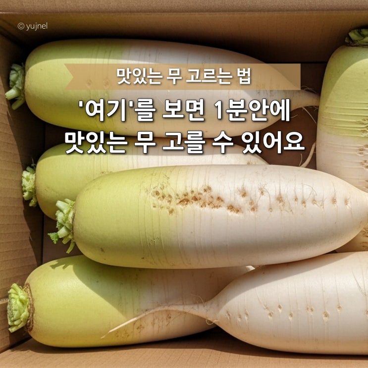  이렇게 생긴 무 절대 고르지 마세요, 맛있는 무는 ‘여기’가 다릅니다