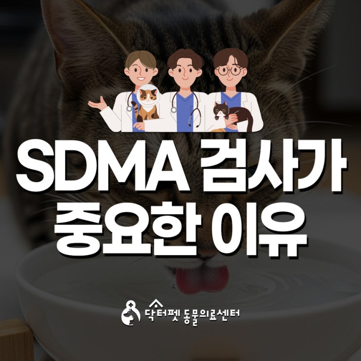  묘르신의 신장을 지키는 방법 SDMA 검사 만성신부전 부산 감전동 고양이 동물병원