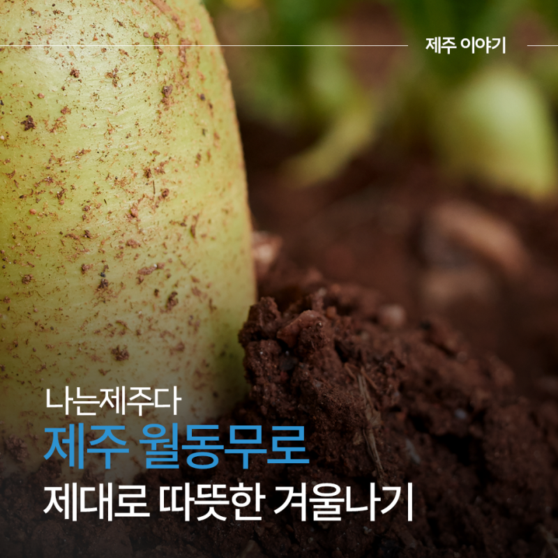 겨울무우 보관법! 제주 월동무,무우청 요리,삶는법까지 소개