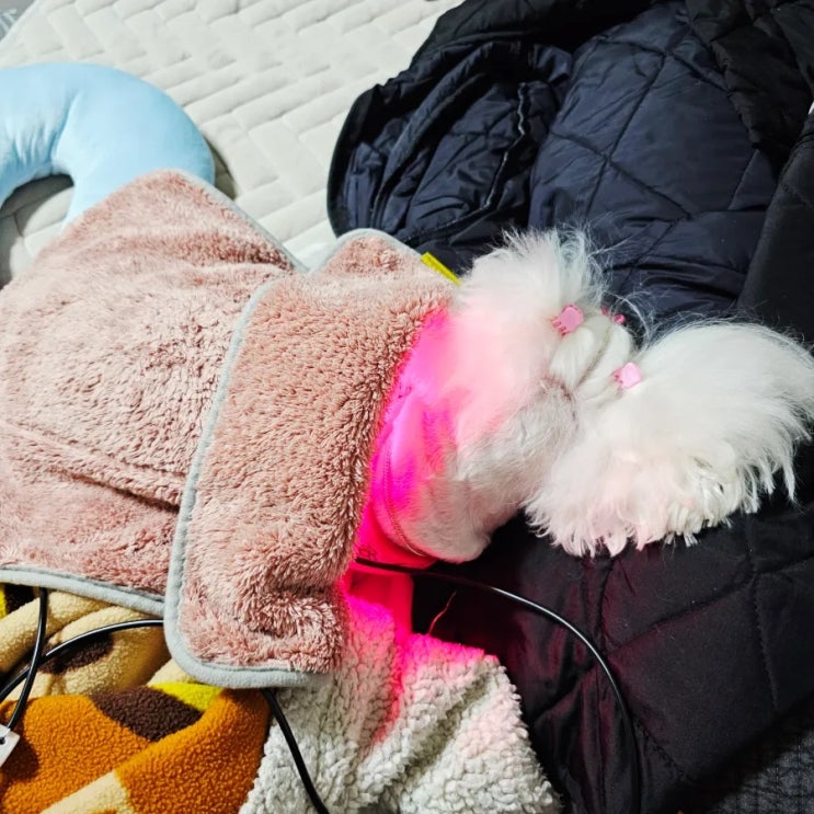  꿍이의 브이로그 #18, 강아지 오리껌과 군고구마