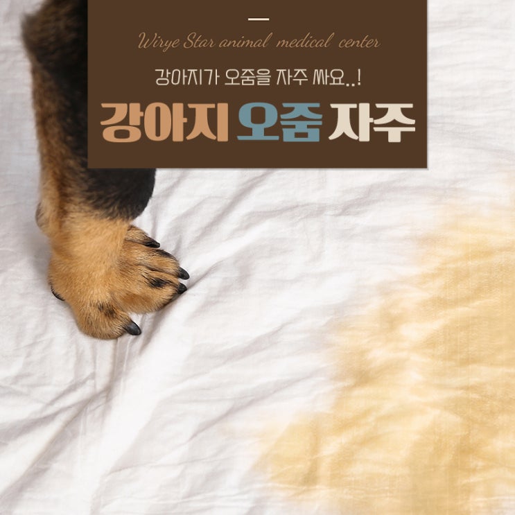  강아지 오줌 자주 싸는 이유, 어디에 문제가 생긴걸까?