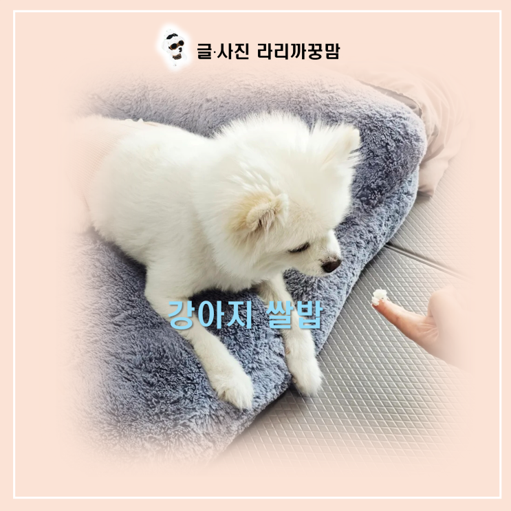  강아지 쌀밥 급여 전 꼭 알고 있어야 할 기준