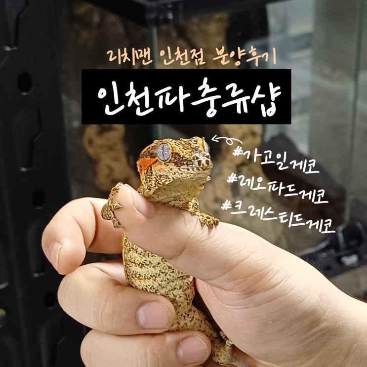  인천도마뱀샵 레오파드게코 가고일게코 저렴한 파충류샵 리치맨 인천점 분양 후기