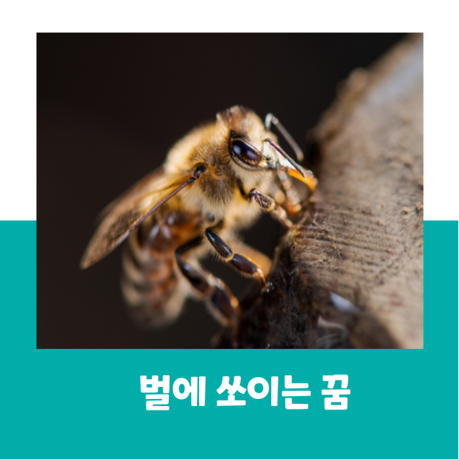 벌에 쏘이는 꿈 벌을 피하거나 도망치는 꿈 풀이