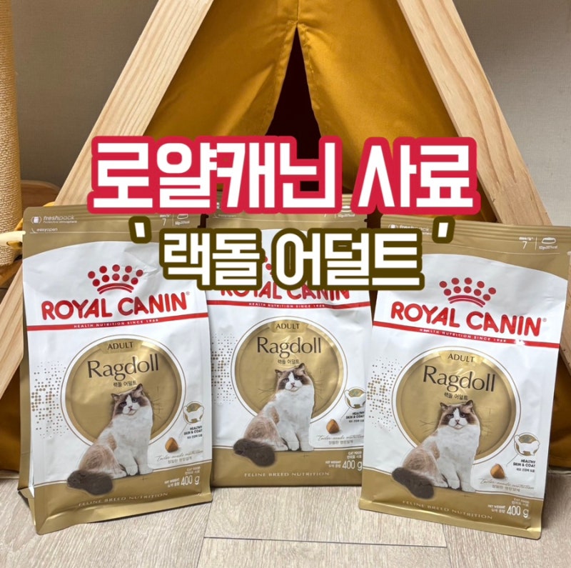 랙돌 유전병에 도움주는 로얄캐닌 사료 추천 ‘랙돌 어덜트’