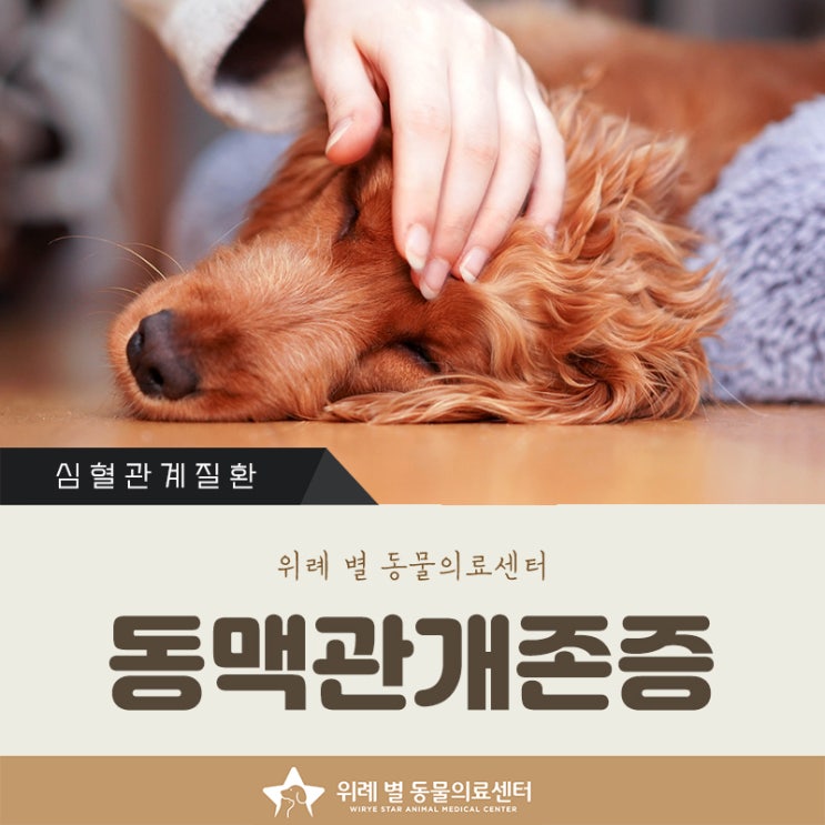  위례동물병원 강아지 PDA 동맥관개존증 진단과 치료