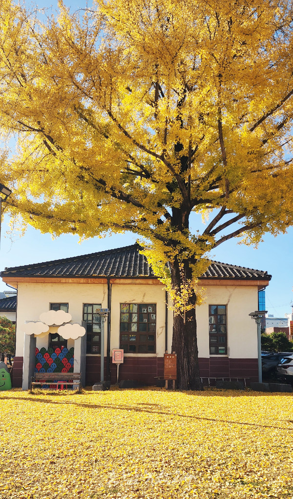  광양시, 황금빛 은행잎으로 물든 ‘광양역사문화관’ 늦가을 정취 절정